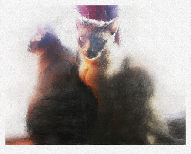 Puca & Diesel .jpg