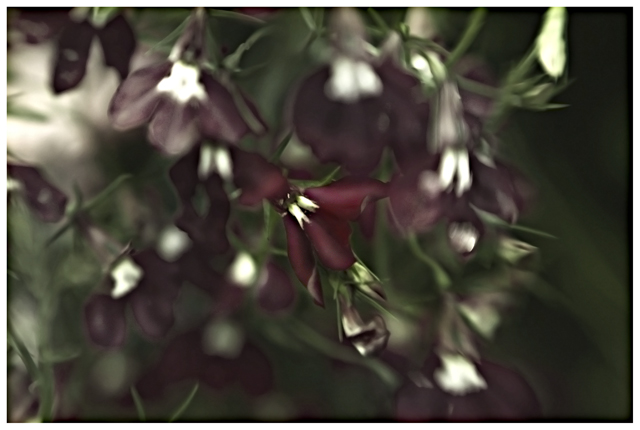 Stellate