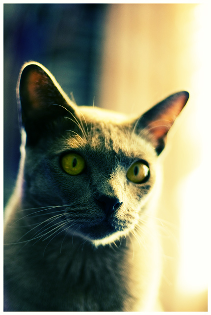 Diesel On Acid