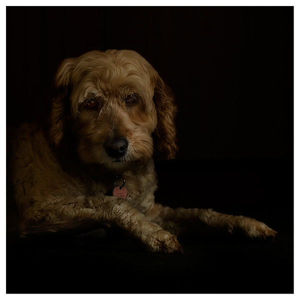 Holly