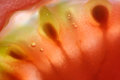 Yuk! Macro Tomato IMG_0297adp.jpg