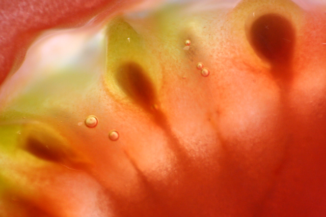 Yuk! Macro Tomato IMG_0297adp.jpg