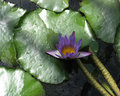 Waterlily