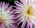 Big Dahlias