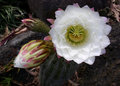 Cactus Flower