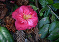 Fallen Flower