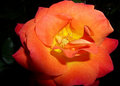 Rosy Glow