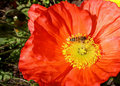 Poppy With Bee
