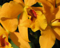 Orchids