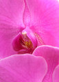 Orchid