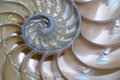 Nautilus