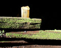 Muir Woods Fence
