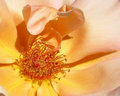 Glowing Rose