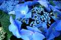 Blue Hydrangeas