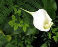 Calla