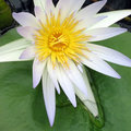 Waterlily II