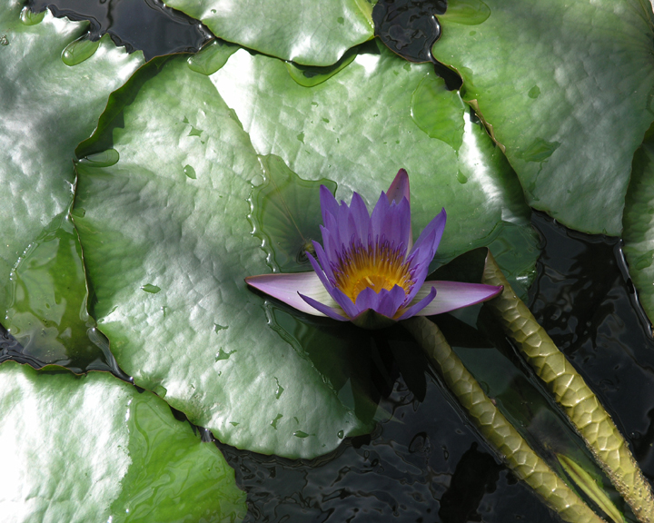 Waterlily