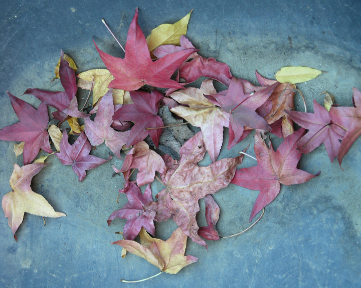 Fall Leaves in Wheelbarrow