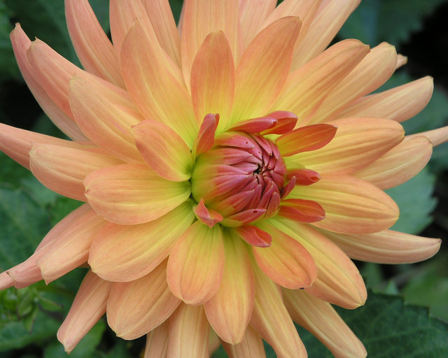 Dahlia