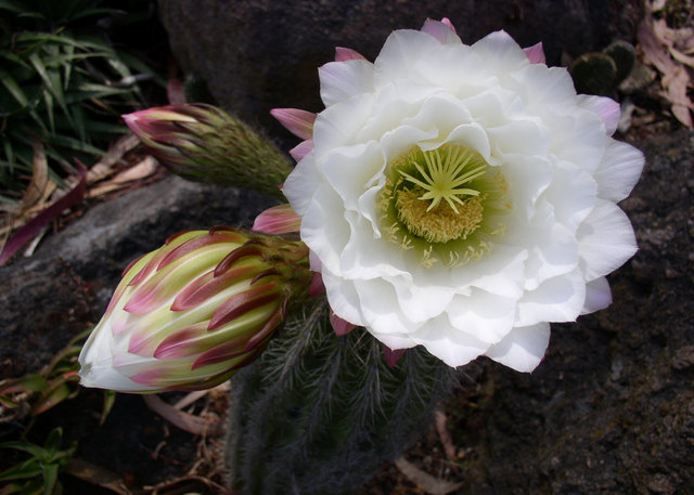 Cactus Flower