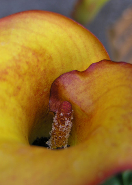 Yellow Calla