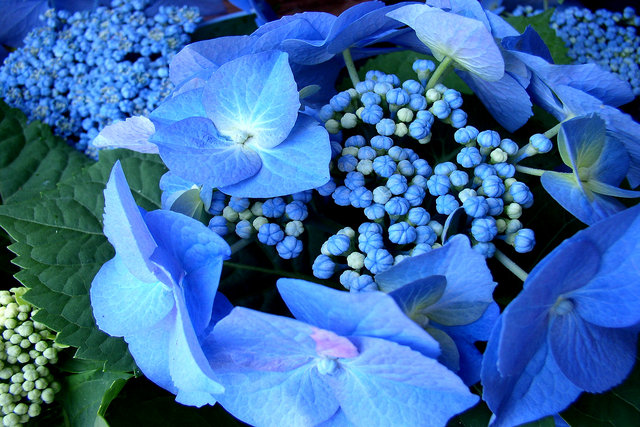 Blue Hydrangeas