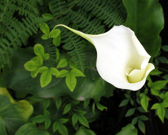 Calla