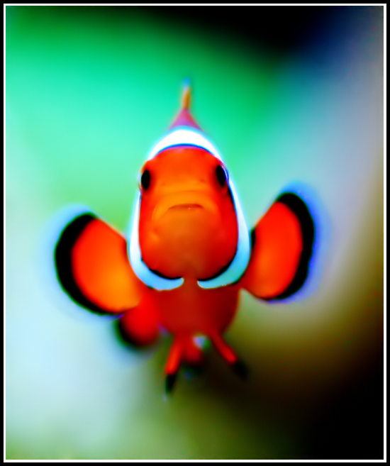 Ocellaris