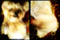 Frenetic Dog