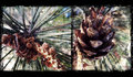 Pinecones&Pineneedles