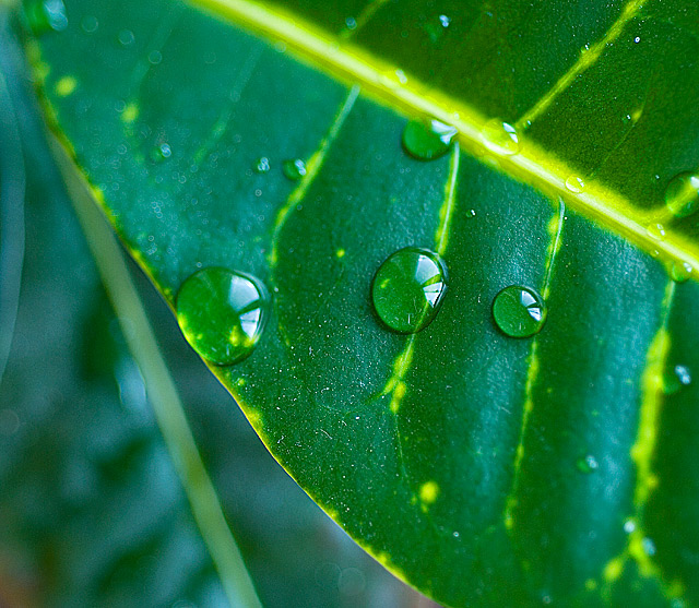 waterdroplet2.jpg