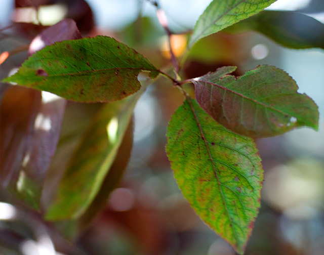 leaves.jpg