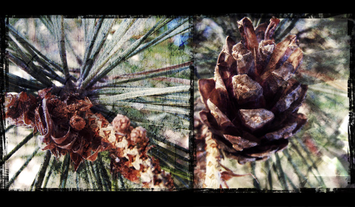 Pinecones&Pineneedles