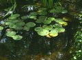 The Pond