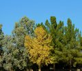 Fall In Glendale