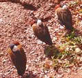 Ducks In A Row
