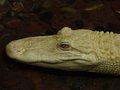 Albino Gator , Head Shot