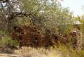 Hanging Tree/Wickenberg House