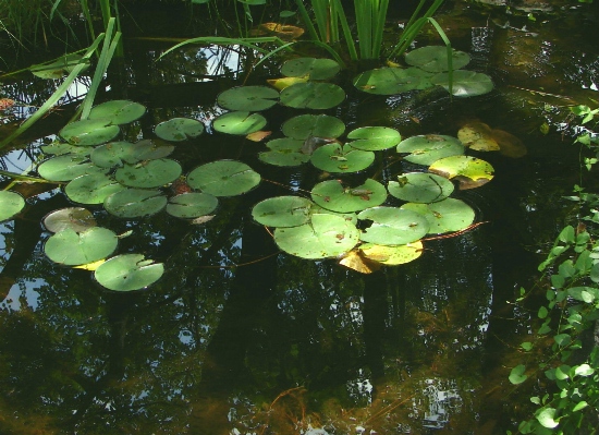 The Pond