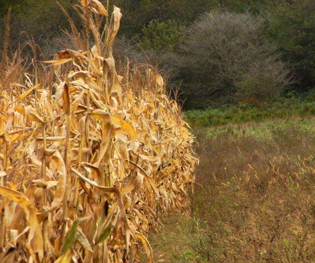 The Cornfield