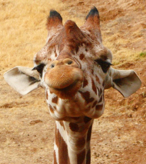 Come On , Gimme A Little Kiss