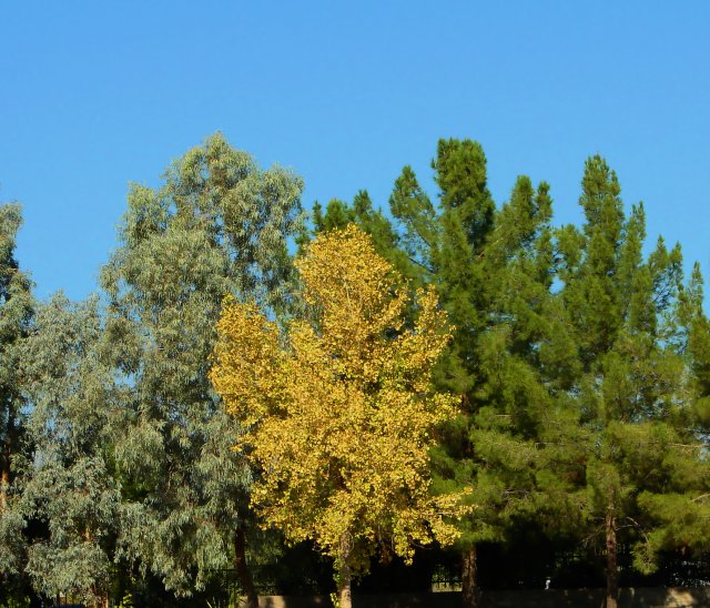 Fall In Glendale