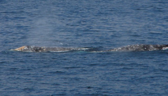 Pair Of Grays