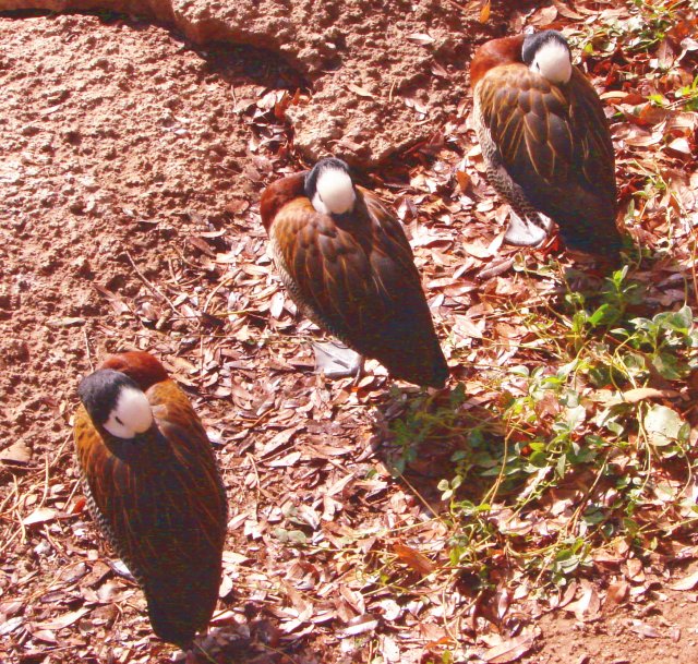 Ducks In A Row