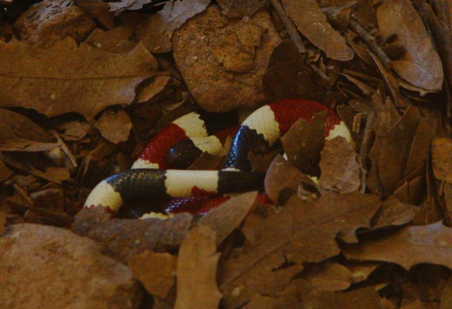 A Leafy  Surprise