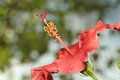 Red Hibiscus