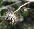 Thistle