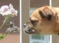 Flower Power