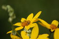 Bug on a Flower