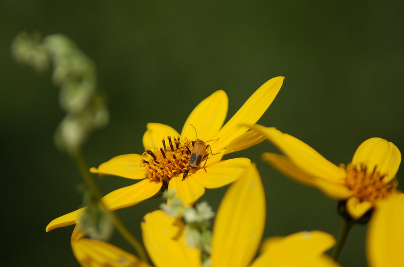Bug on a Flower
